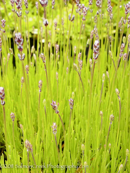 Lavandula angustifolia &lsquo;Miss Katherine&rsquo;