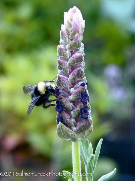 Lavandula stoechas &lsquo;Tickled Pink&rsquo;