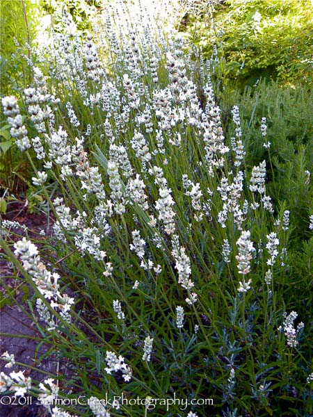 Lavandula intermedia &lsquo;White Spikes&rsquo;