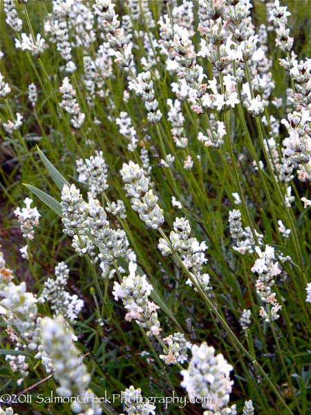 Lavandula intermedia &lsquo;White Spikes&rsquo;