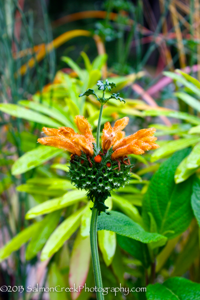 Leonotis menthifolia &lsquo;Savannah Sunset&rsquo;