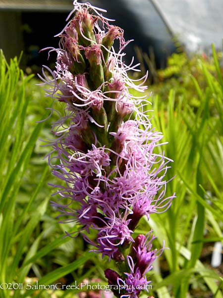 Liatris spicata &lsquo;Floristan Violett&rsquo;