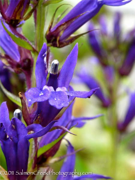 Lobelia &lsquo;Grape Knee-Hi&rsquo;