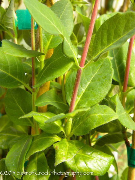 Lonicera periclymenum &lsquo;Belgica&rsquo;