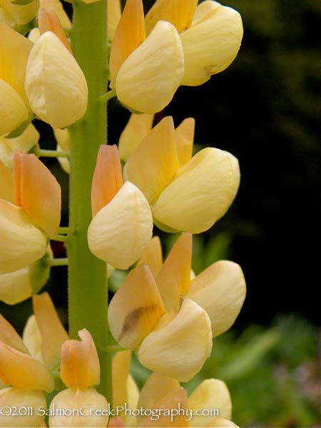Lupinus &lsquo;Chandelier&rsquo;