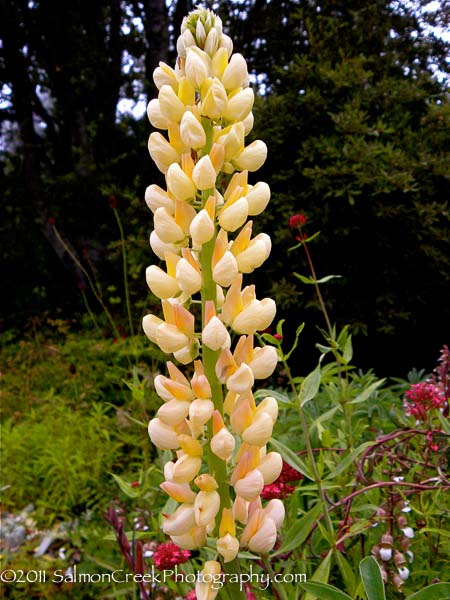 Lupinus &lsquo;Chandelier&rsquo;