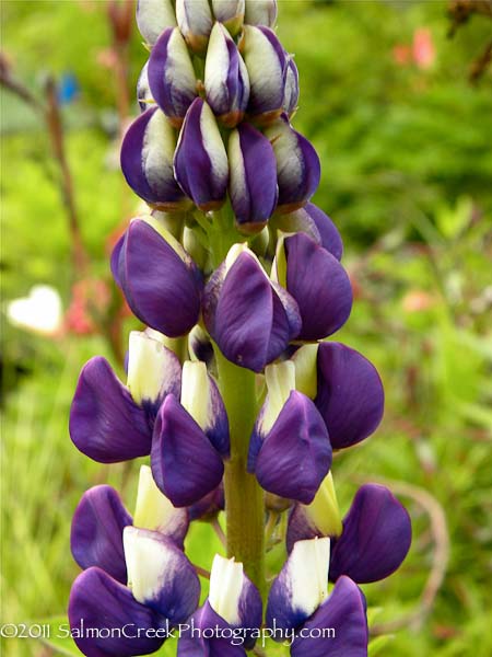 Lupinus &lsquo;The Governor&rsquo;