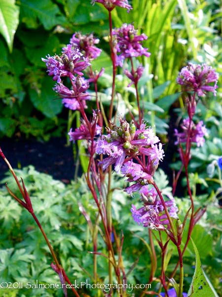 <em>Lychnis viscaria</em>  &lsquo;Feuer&rsquo;
