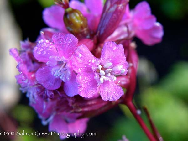 Lychnis viscaria &lsquo;Feuer&rsquo;