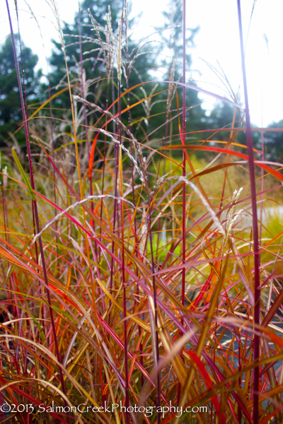 Miscanthus sinensis &lsquo;Positano&rsquo;