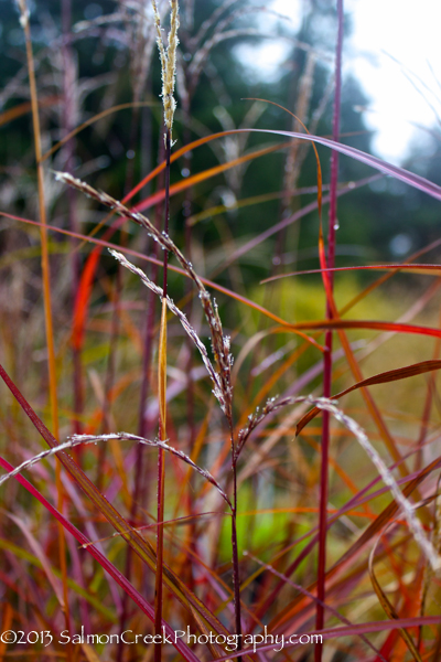 Miscanthus sinensis &lsquo;Positano&rsquo;