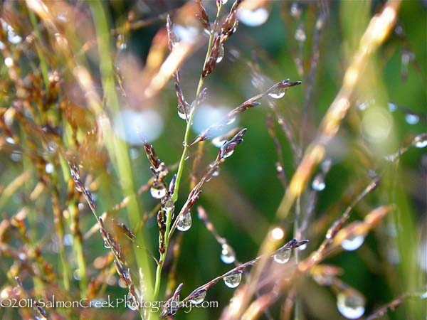 Molinia litoralis &lsquo;Windspiel&rsquo;