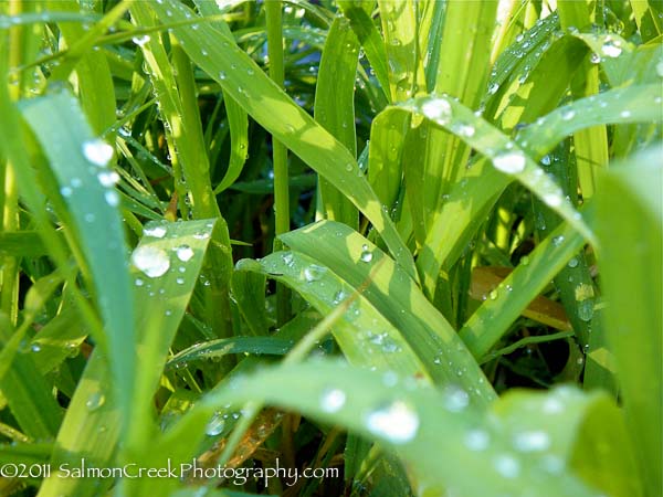 Molinia litoralis &lsquo;Windspiel&rsquo;