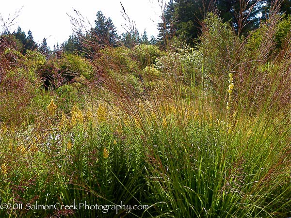 Molinia litoralis &lsquo;Windspiel&rsquo;