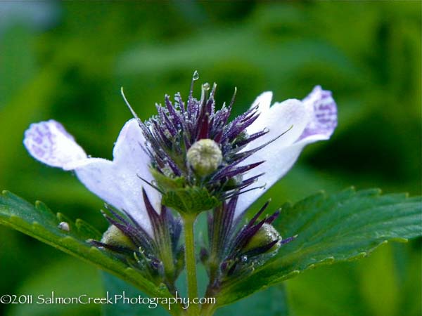Nepeta subsessilis &lsquo;Cool Cat&rsquo;
