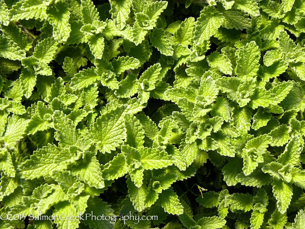Nepeta &lsquo;Six Hills Giant&rsquo;