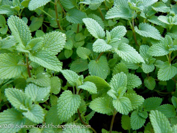Nepeta racemosa &lsquo;Superba&rsquo;