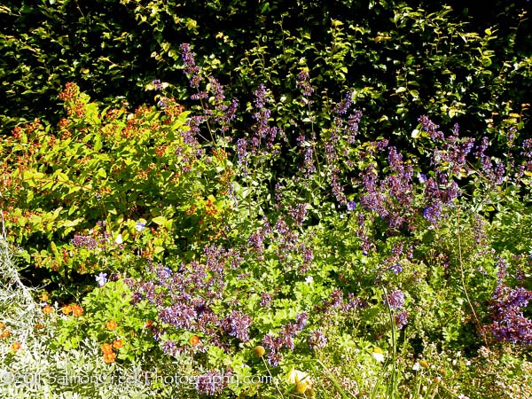 Nepeta grandiflora &lsquo;Wild Cat&rsquo;