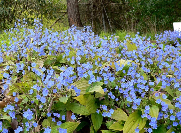 Omphalodes cappadocica &lsquo;Joy Skies&rsquo;