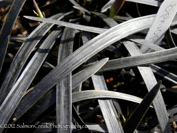 Ophiopogon planiscapus &lsquo;Nigrescens&rsquo;
