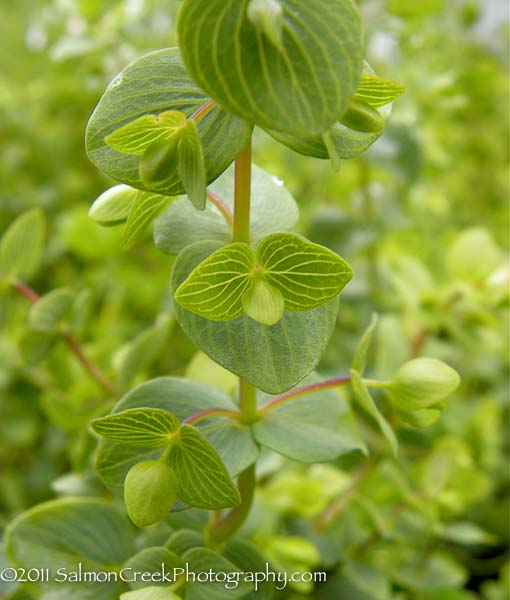 Origanum &lsquo;Kent Beauty&rsquo;