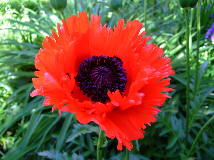 Papaver orientale &lsquo;Turkenlouis&rsquo;