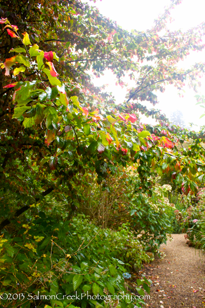 Parrotia persica