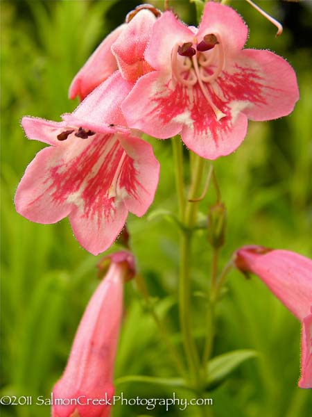 <i>Penstemon</i> &lsquo;Hidcote Pink&rsquo;