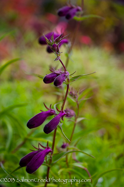 Penstemon x mexicali ‘Pike�s Peak Purple’