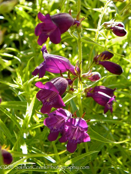 Penstemon x mexicali ‘Pike�s Peak Purple’