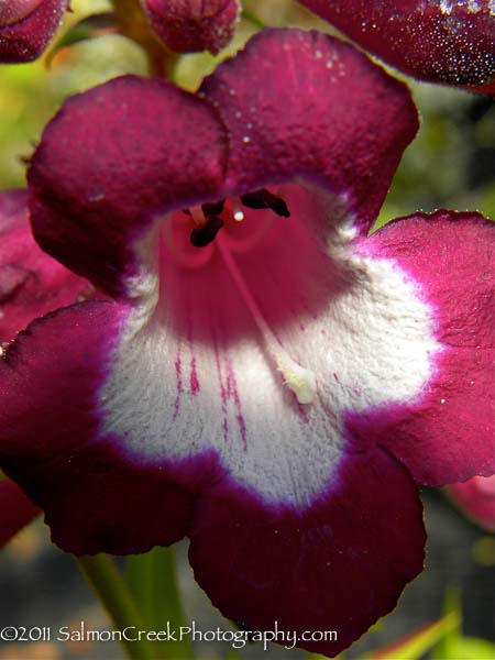 Penstemon &lsquo;Raven&rsquo;