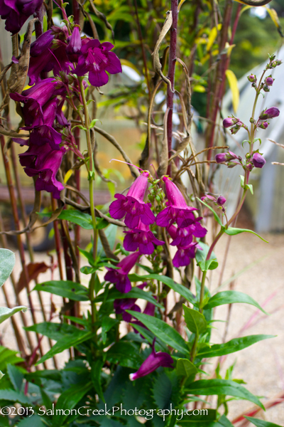 Penstemon &lsquo;Raven&rsquo;