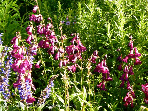 Penstemon &lsquo;Raven&rsquo;