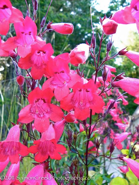 Penstemon &lsquo;Schoenholzeri&rsquo;