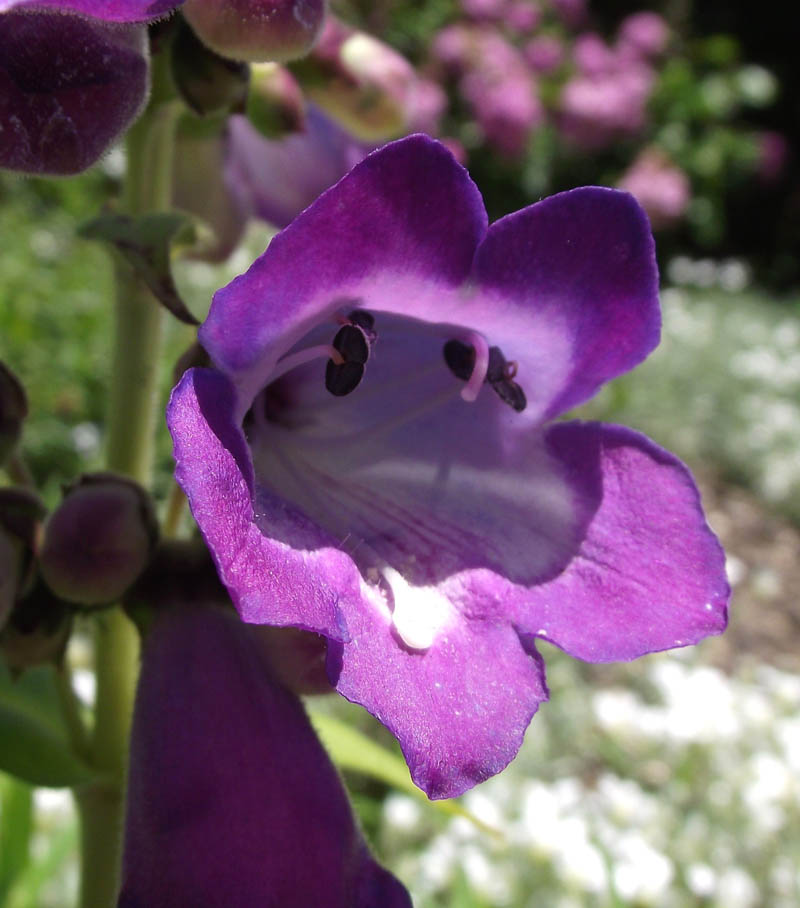 Penstemon &lsquo;Stapleford Gem&rsquo;