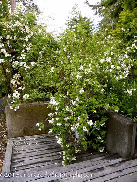 <i>Philadelphus</i> x <i>lemoinei</i> &lsquo;Belle Etoile&rsquo;