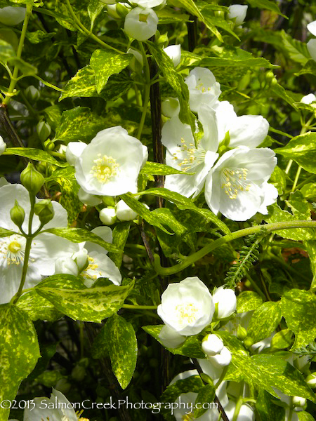 Philadelphus &lsquo;Innocence&rsquo;