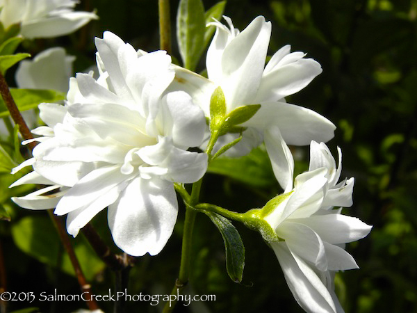 Philadelphus &lsquo;Snow Dwarf&rsquo;