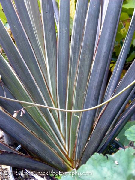 Phormium &lsquo;Ed Carman&rsquo;