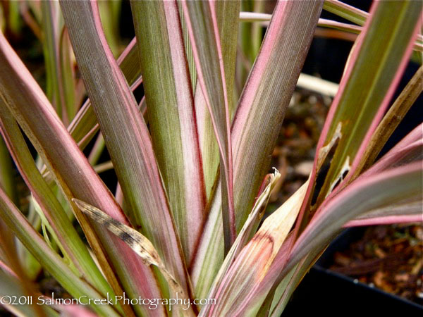 Phormium &lsquo;Pink Stripe&rsquo;