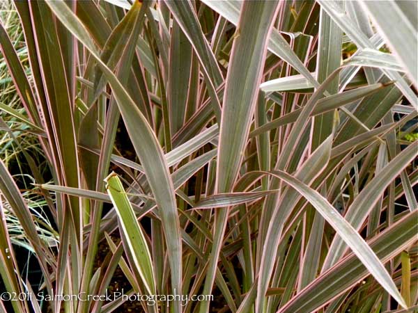 Phormium &lsquo;Pink Stripe&rsquo;