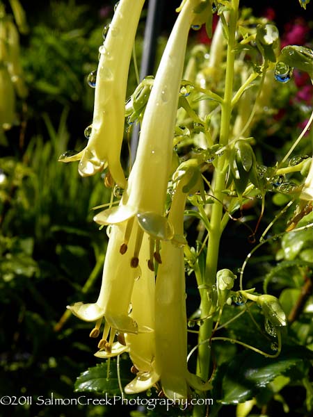 Phygelius rectus &lsquo;Moonraker&rsquo;