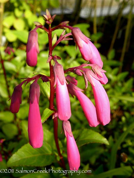 Phygelius &lsquo;New Sensation&rsquo;
