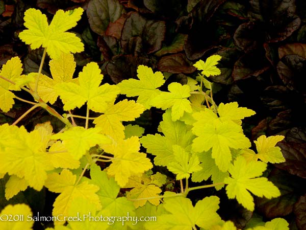 Physocarpus opulifolius &lsquo;Dart’s Gold&rsquo;