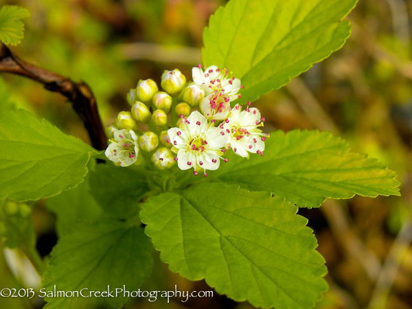 Physocarpus opulifolius &lsquo;Dart’s Gold&rsquo;