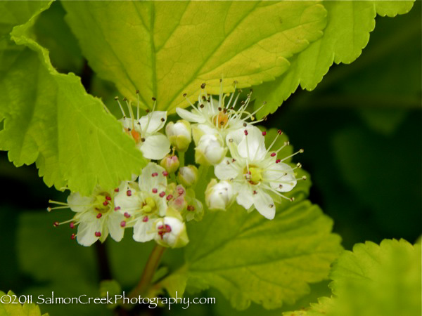 Physocarpus opulifolius &lsquo;Dart’s Gold&rsquo;