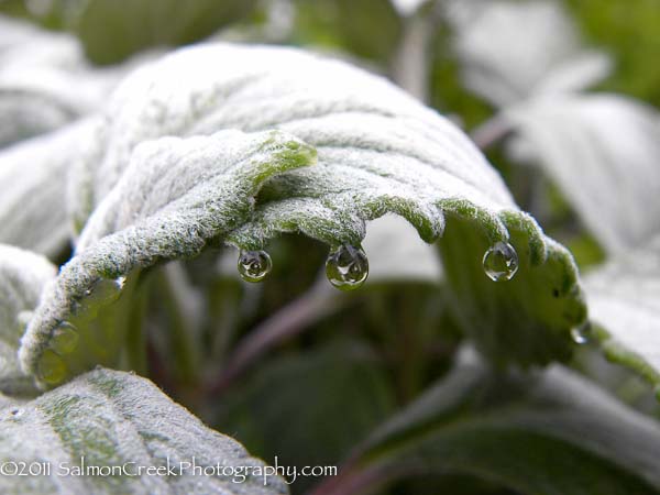 Plectranthus argentatus &lsquo;Longwood Silver&rsquo;
