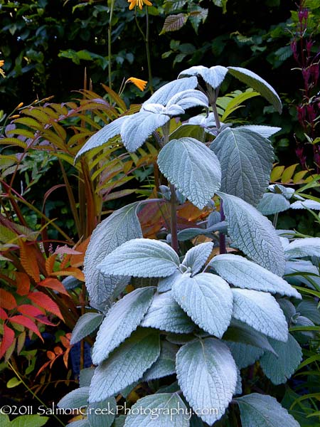 Plectranthus argentatus &lsquo;Longwood Silver&rsquo;
