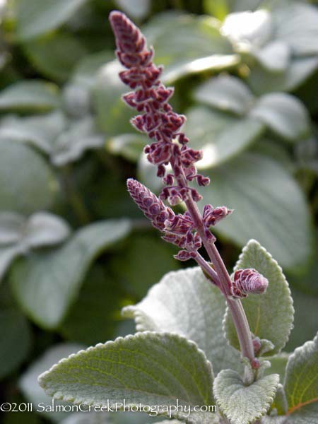 Plectranthus argentatus &lsquo;Longwood Silver&rsquo;