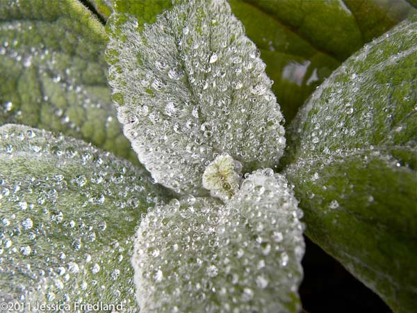 <i>Plectranthus argentatus</i> &lsquo;Longwood Silver&rsquo;